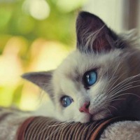 LinhCute95 avatar